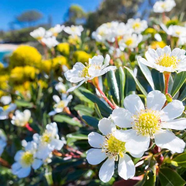 Hello, fellow plant enthusiasts and garden dreamers! Have you ever walked through a lush garden and thought, 